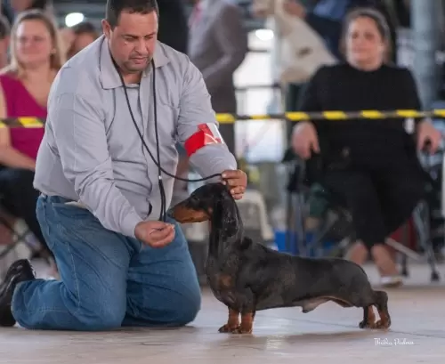 Fotos da estreia do Jafar Hagemann da Boa Barba, que é um dos resultados do trabalho, que temos feito de termos excelentes arlequins nos dachshunds standards pelo curto.