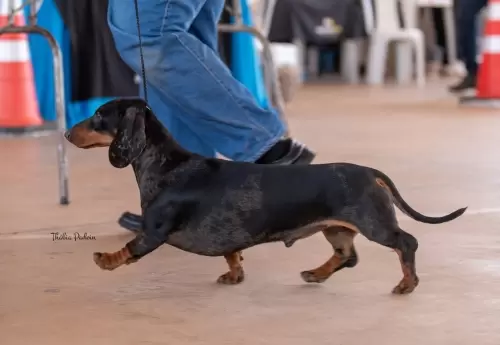 Fotos da estreia do Jafar Hagemann da Boa Barba, que é um dos resultados do trabalho, que temos feito de termos excelentes arlequins nos dachshunds standards pelo curto.