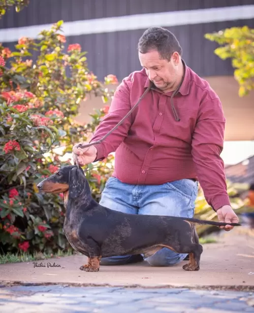 Fotos da estreia do Jafar Hagemann da Boa Barba, que é um dos resultados do trabalho, que temos feito de termos excelentes arlequins nos dachshunds standards pelo curto.
