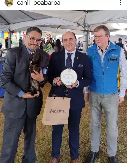 Meco da Boa Barba da 5° geração dos nossos pequenos Dachshunds Tigrados, ganhou Best in Show Inicial na Pré-Nacional dos Dachshund 2024!!
Juiz Espanhol Enrique Boza da criação Alpheratz de Dachshunds.